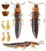 Stichoglossa semirufa